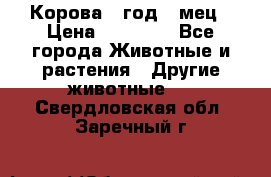 Корова 1 год 4 мец › Цена ­ 27 000 - Все города Животные и растения » Другие животные   . Свердловская обл.,Заречный г.